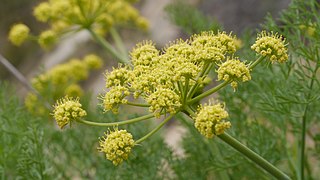 <i>Lomatium thompsonii</i> Species of flowering plant