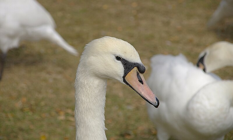 File:London MMB 48 Ruislip Lido.jpg