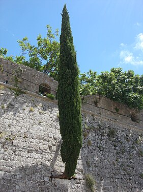 Lone tree.Bar,Montenegro