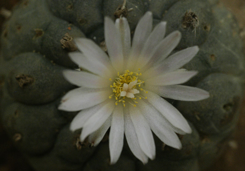 File:Lophophora-williamsii-DSC 7.jpg