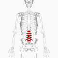 Position of lumbar vertebrae (shown in red). Animation.