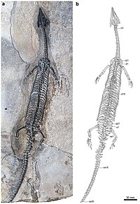 Luopingosaurus