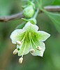 The pale wolfberry (Lycium pallidum)