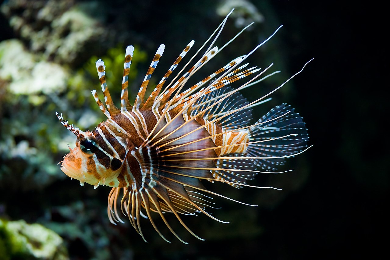 El pez león (Pterois volitans)