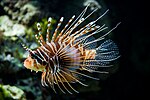 Thumbnail for Pterois antennata