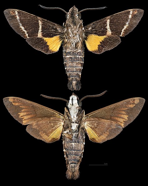 File:Macroglossum dohertyi MHNT CUT 2010 0 273 Ambon island Indonesia male.jpg