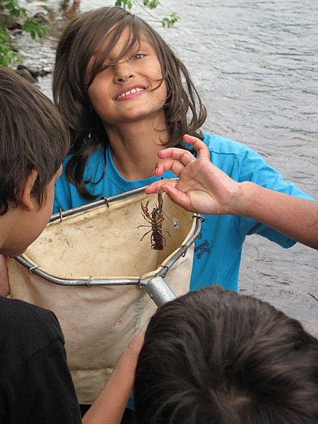 File:Macroinvertebrate search turns up a female crayfish (9091035629).jpg