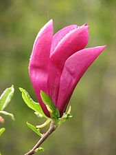 Magnolia 'Susan' 03.JPG