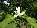 Magnolia tripetala