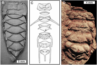 <i>Maldybulakia</i> Extinct arthropod genus