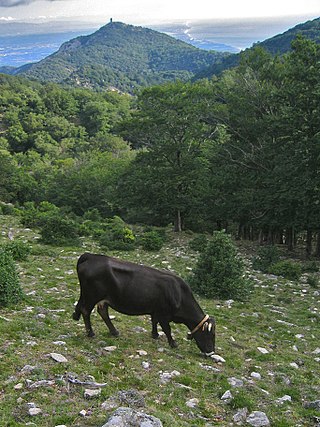 <span class="mw-page-title-main">Albera (cattle)</span> Breed of cattle