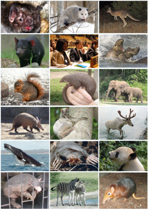 Mammal Diversity (Theria) .png