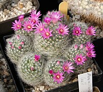 Mammillaria laui