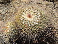 Mammillaria petersonii