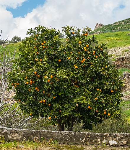 Куст мандарина