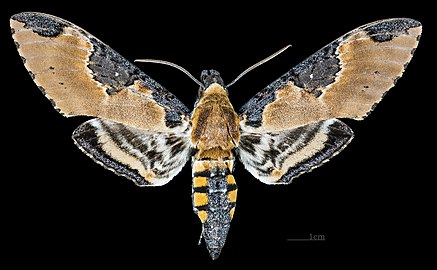 Manduca ochus MHNT CUT 2010 0 111 Nuevo Xcan Quintana Roo male dorsal.jpg