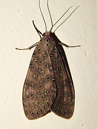 Mangina (moth)