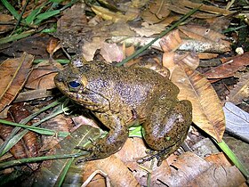 Mantidactylus guttulatus