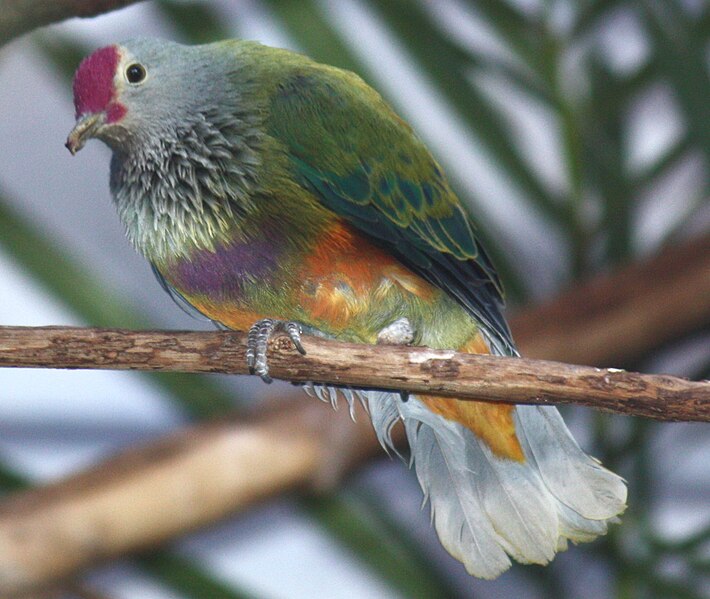 File:Mariana Fruit Dove.jpg