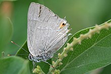 Marius Hairstreak (Rekoa marius) .jpg