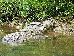 Crocodile des marais