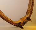 Mastodonsaurus giganteus fangs.JPG