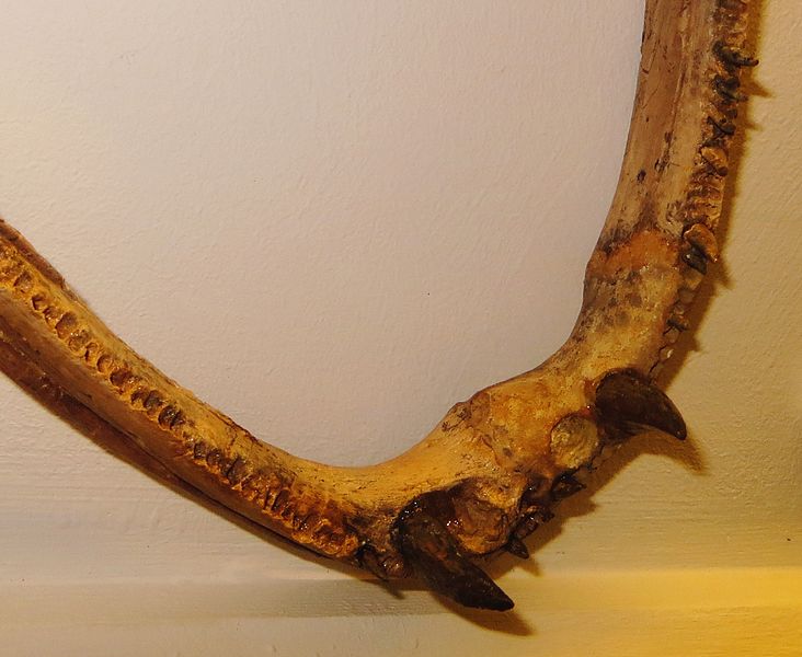File:Mastodonsaurus giganteus fangs.JPG