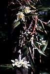 Maxillaria camaridii - pl.jpg