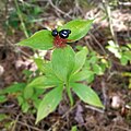 Medeola virginiana