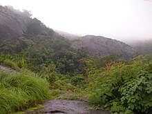 Vegetation on top of Meenuliyan Para