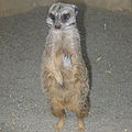 A Meerkat