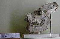 Skull of M. madagascariensis.