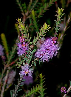 <i>Melaleuca decussata</i> Species of plant