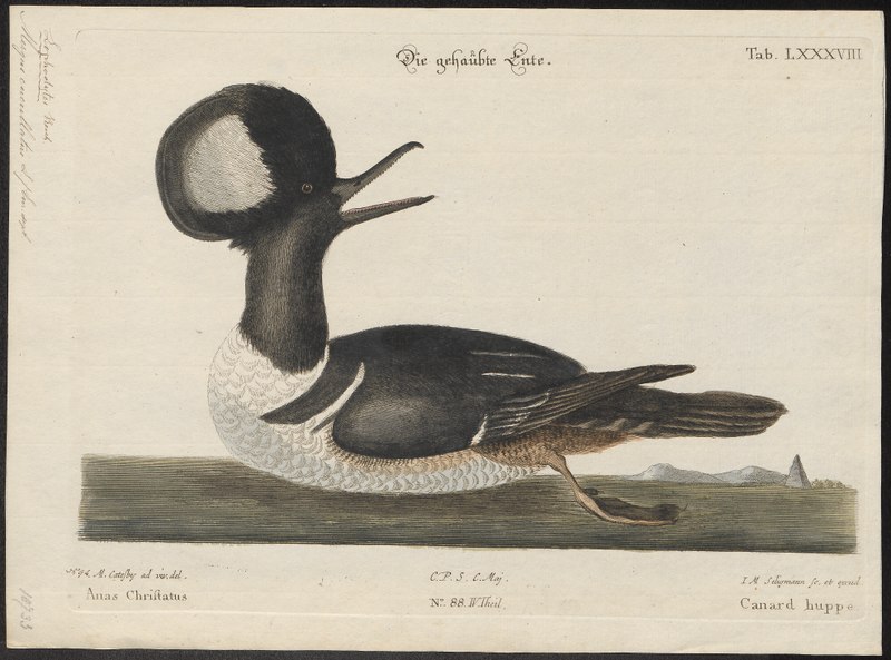 File:Mergus cucullatus - 1700-1880 - Print - Iconographia Zoologica - Special Collections University of Amsterdam - UBA01 IZ17700221.tif