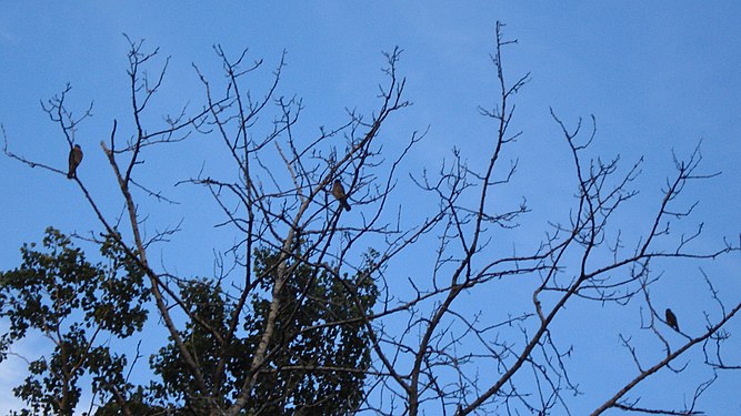 Merlins (Falco columbarius)