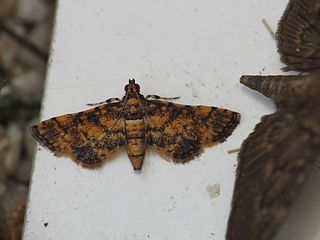 <i>Metasia tiasalis</i> Species of moth
