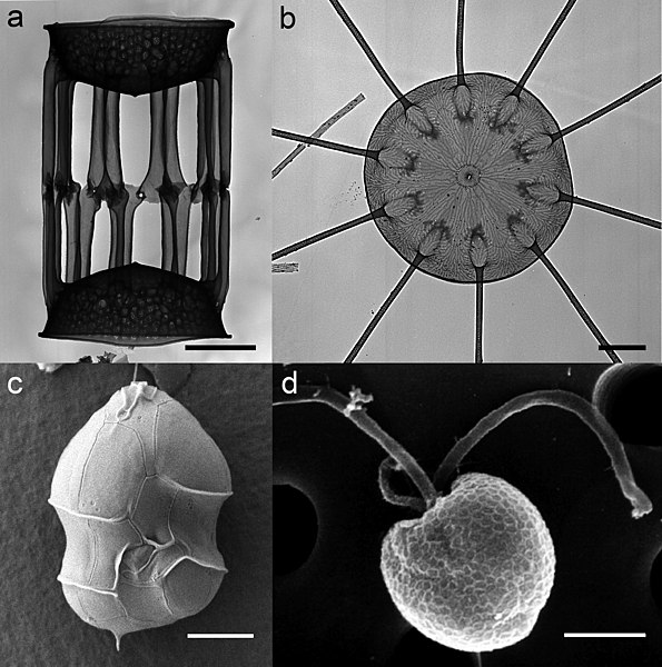 File:Microalgal species from the Gulf of Naples.jpg