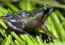Micro frog - Wikipedia