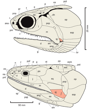 <i>Mimipiscis</i> Extinct genus of fishes