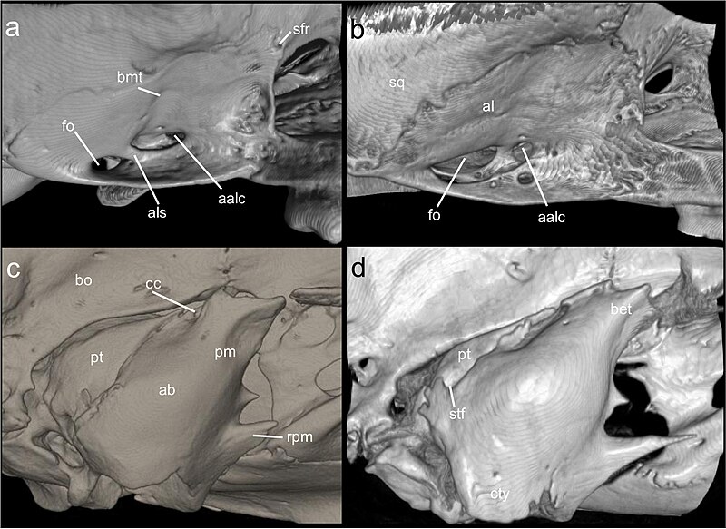 File:Mindomys (10.3897-evolsyst.6.76879) Figure 12.jpg