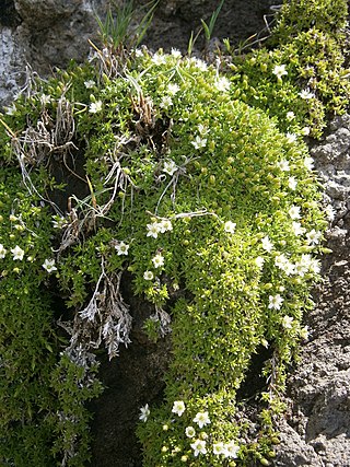 <i>Cherleria biflora</i> Species of plant