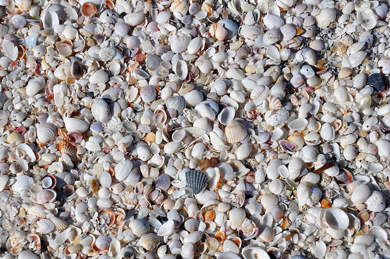 File:Mollusc shells on marine beach (Algiers Beach, Sanibel Island, Florida, USA) 4.jpg