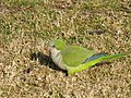 Monk Parakeet