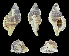 Monoplex gemmatus (Jeweled Triton), shell