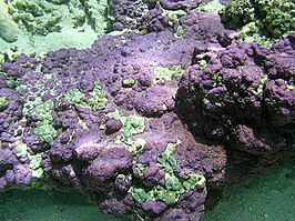 Montipora efflorescens