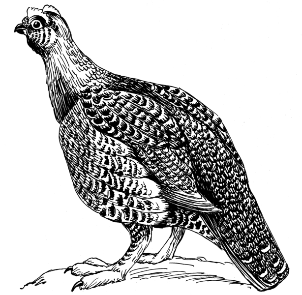 File:Moor Cock 3 (PSF).png