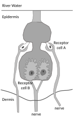 A knollenorgan, a tuberous electroreceptor of weakly electric fish. RC=receptor cell; b.m.=basal membrane; n=nerve.