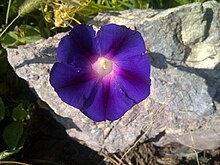 Morning glory flower (Ipomoea purpurea) Morningglory-1.jpg