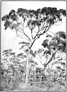 <i>Eucalyptus longicornis</i> species of plant