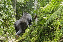 Mountain gorilla